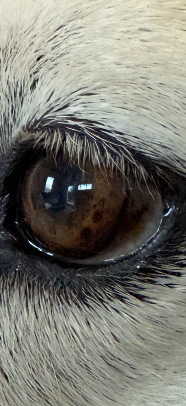 Extreme close-up of a dog's brown eye, the studio window reflected in it.
